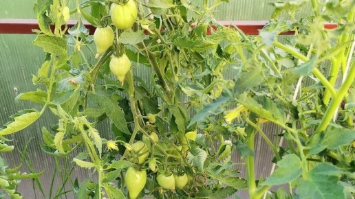 ������ ������� ��� �������: ������� ���������� � ������ ����������