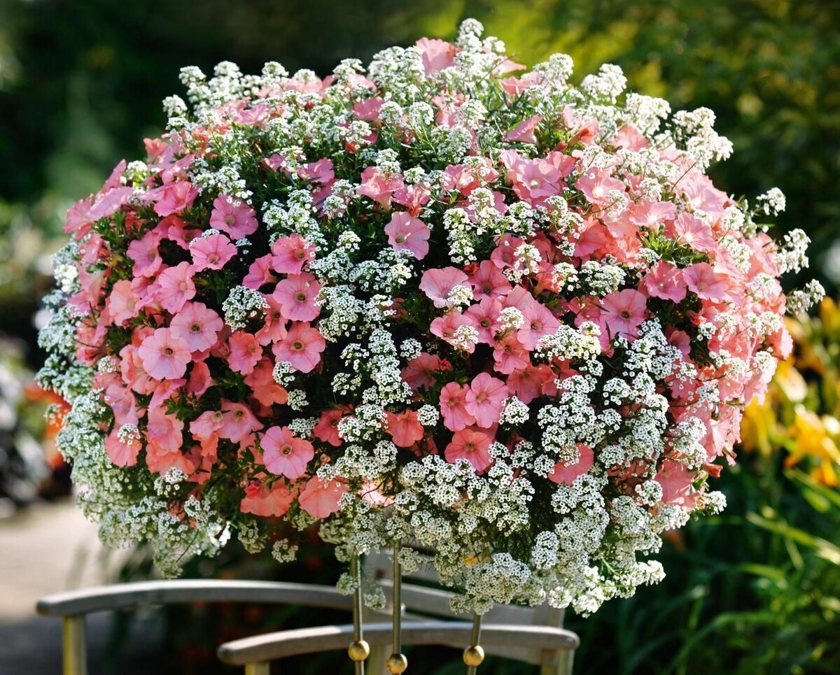 Яркие компаньоны для петуний: как создать идеальную клумбу