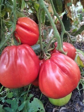 ����� ����������: ��� ��������� ���������� ����� � ���� �� �������