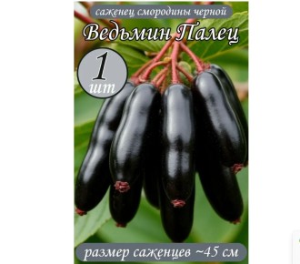 Необычные сорта смородины — реальность или миф?