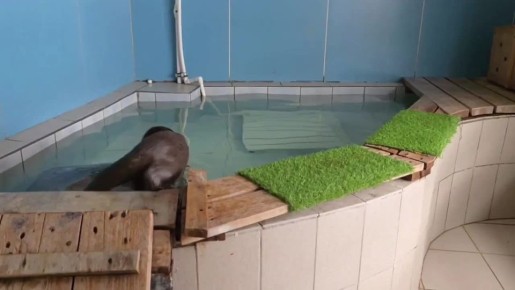 Доброе утро, Ярославль!. Пока вы собираетесь на работу или учёбу, предлагаем зарядиться настроением от обитательницы Ярославского зоопарка — выдры по кличке Найда