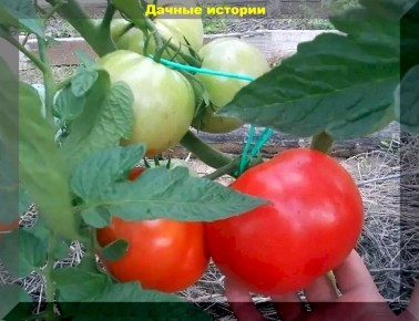 Лучшие белорусские сорта томатов для вашего участка