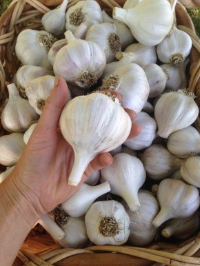 Как правильно подкармливать лук и чеснок в июле для богатого урожая