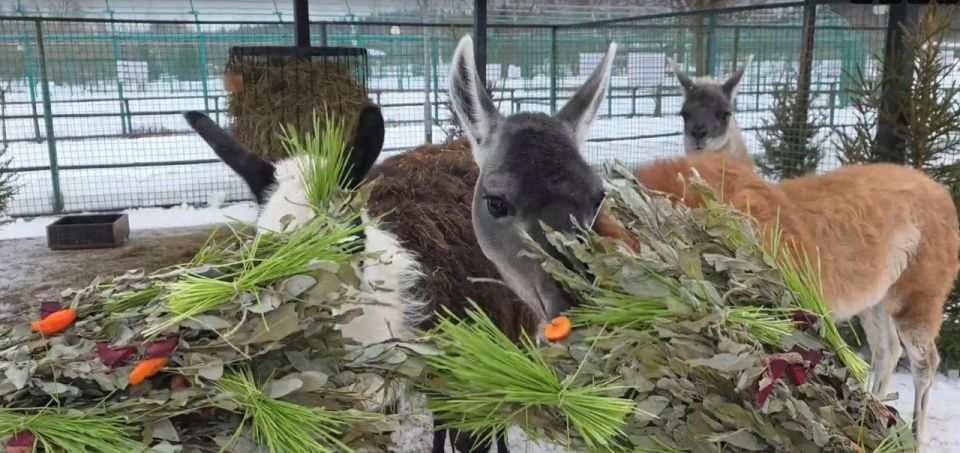 Лам в Ярославском зоопарке поздравили с 8 марта