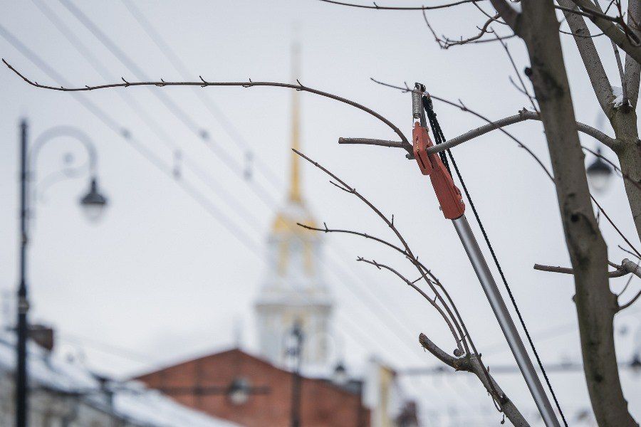 В Рыбинске началась ежегодная обрезка деревьев
