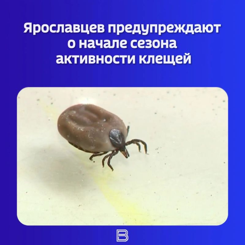 Снег еще не сошел, а клещи уже просыпаются
