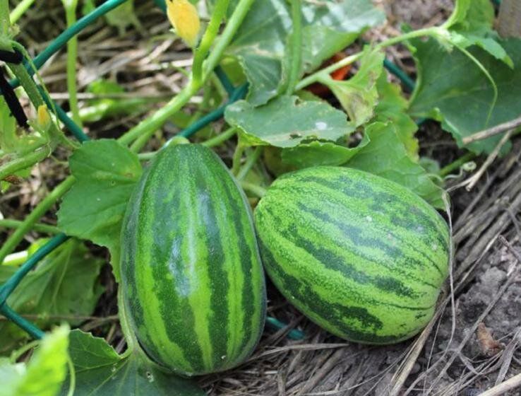 Огурдыня: уникальный овощ с дачи, который удивляет