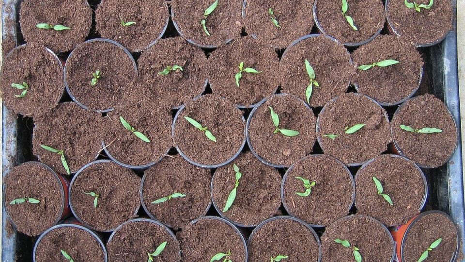 Неутешительное состояние рассады: Как помочь растениям полностью восстановиться