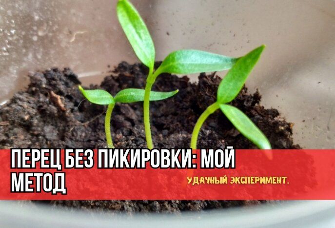 Простой способ выращивания перцев без пикировки: проверенные методы и неожиданные результаты