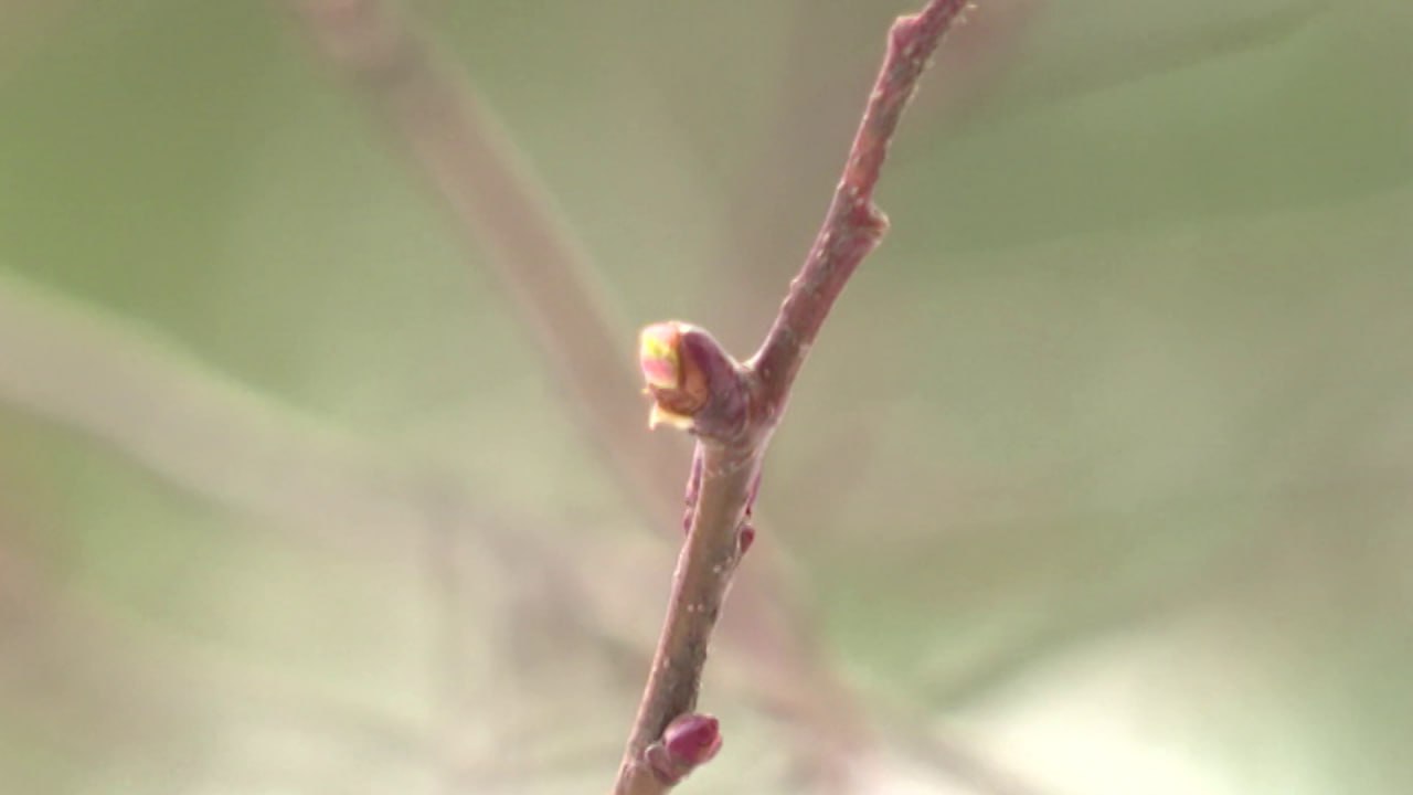 Весна в Ярославскую область придет уже на этой неделе