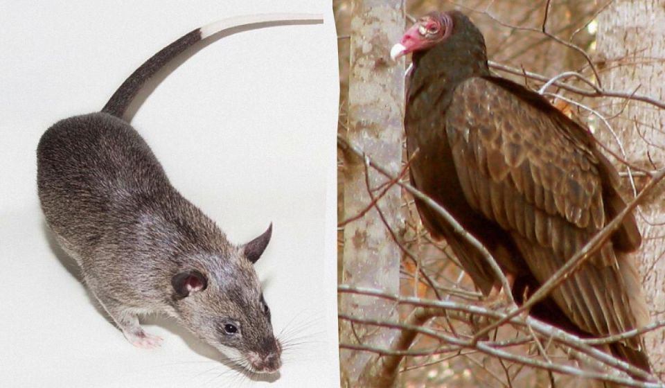 Обоняние в животном мире: кто на самом деле лучший?