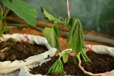 Советы по спасению рассады от черной ножки: как предотвратить гибель растений