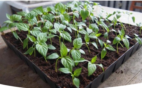 Проблемы со скручиванием листьев у рассады перцев