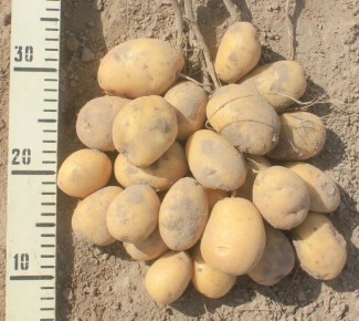 Преимущества сорта картофеля Десятка