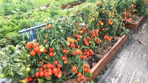 ��� ���� �������� ������� ������ � ����������� �������: ������ � ������ ���� ����