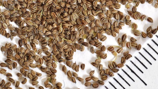 ��� ������� � ����� ������������ ������: ������� ���� ��� ���������