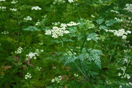 �������: ����������� ���� ������ ������� � ��� ��� ������� � ��������