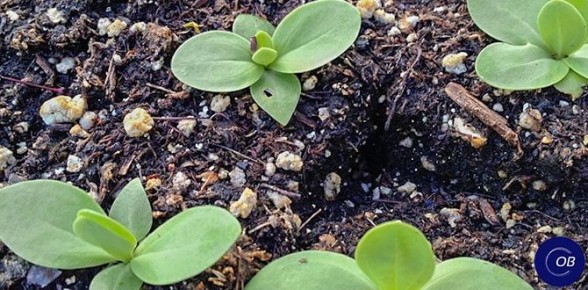 ��� ��������� �������: ������� ��� ��������� �����