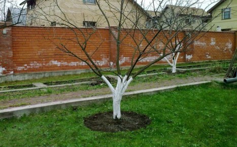Как спасти поврежденные деревья с помощью прививки мостиком