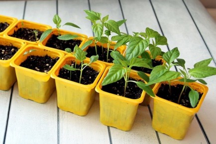 ��� �������� ������ ����� �����: ����������� ������