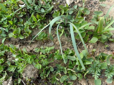 Как создать цветущий сад без хлопот: секреты самосева