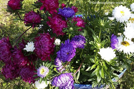 Пушистые астры: секреты успешного выращивания через рассаду