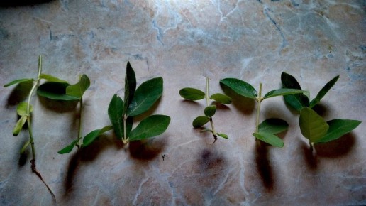 ���������: ������� ����������� � ���������