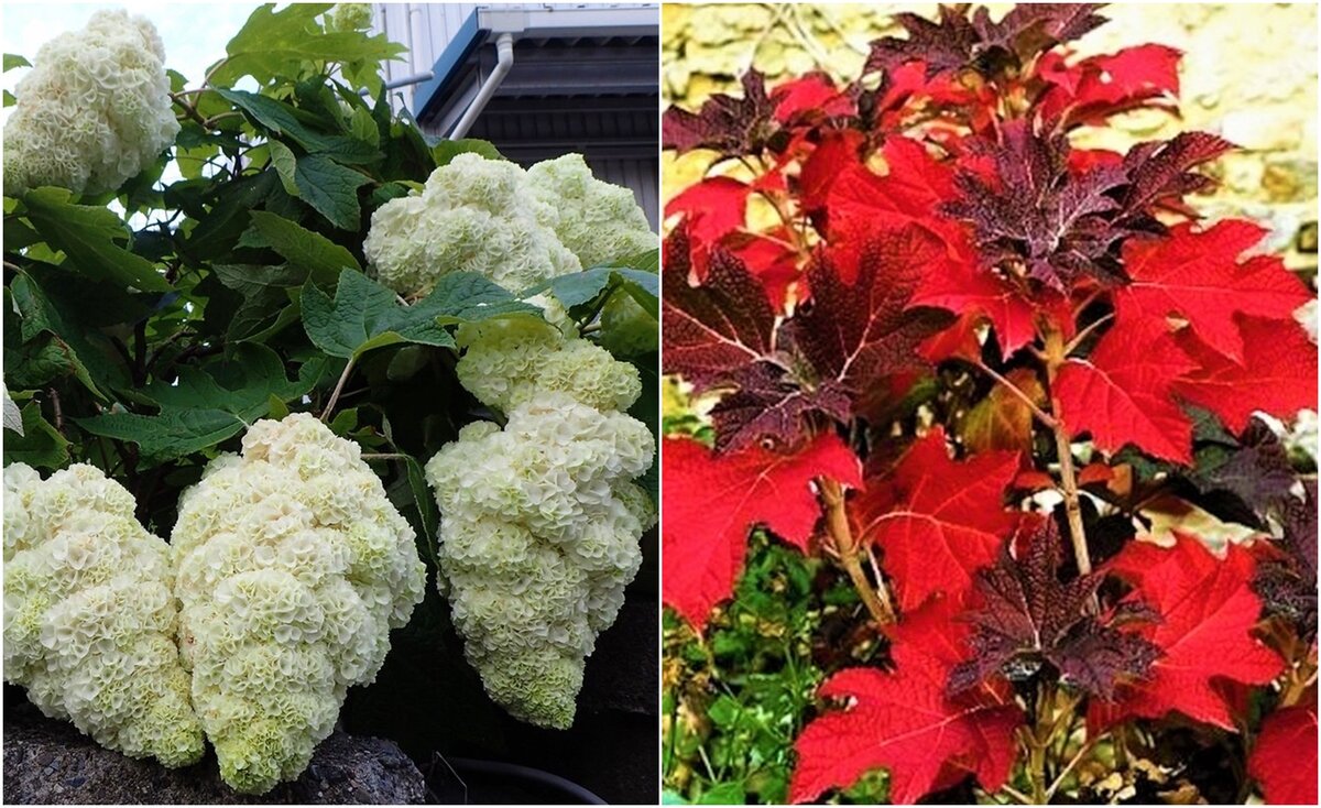 Гортензия дуболистная: идиллия цвета и тепла в вашем саду