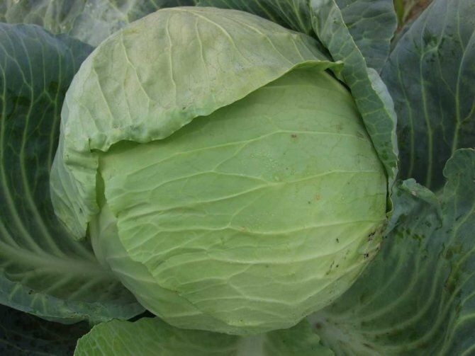 ����� �������, ������� �������������� �������� ������� �������