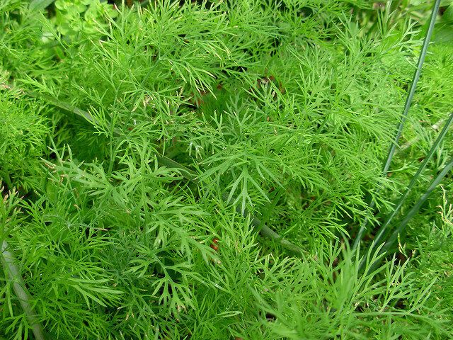 ��� ��������� �����, ������� ������ ��������� ��� ����