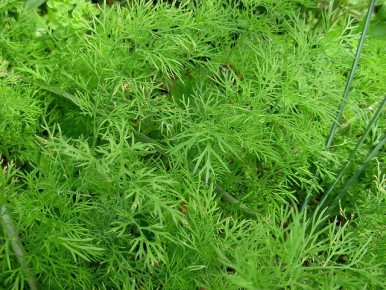 ��� ��������� �����, ������� ������ ��������� ��� ����