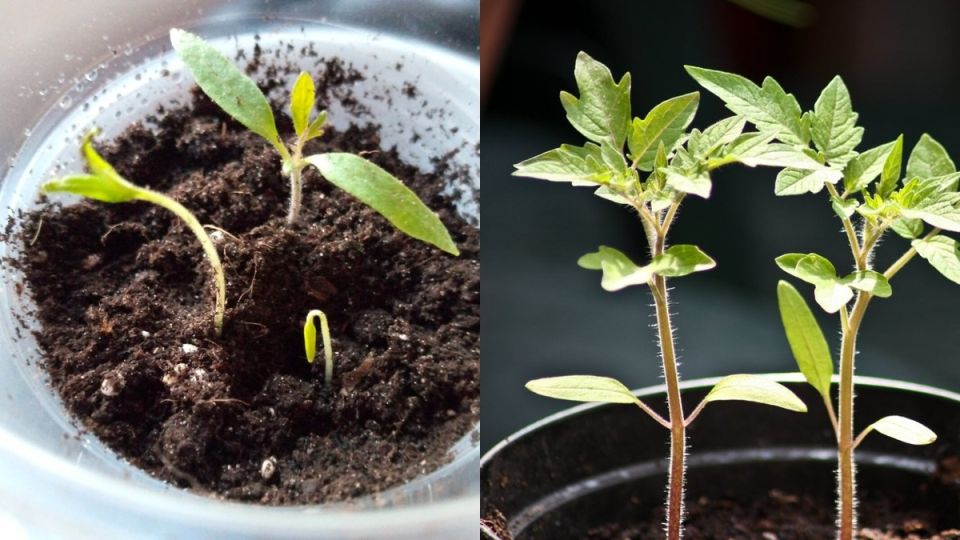 ��� ���������� �� ������� �� ������� �������: �������� ����� ��� ������� ��������