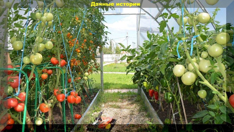 ������� �� ����: ������ ��� ������ � ������ �� ������� �������