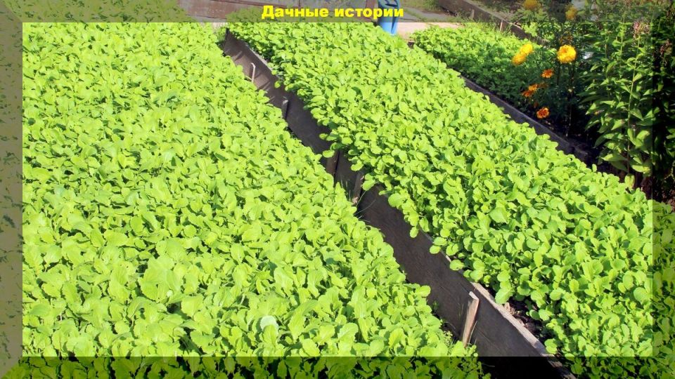 ��������: ����� �� ���������� ������ � ��� ��������� ��� �������