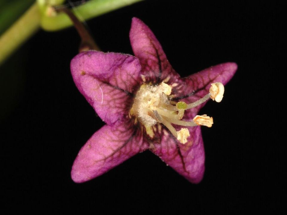 ������� �������: ������ ����� ��� �������� ������