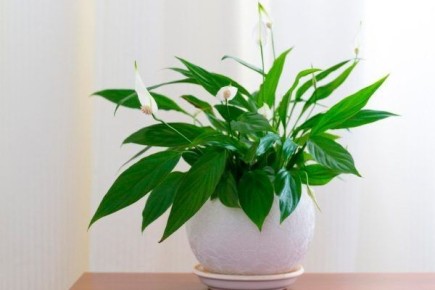 ������ ������������ �������