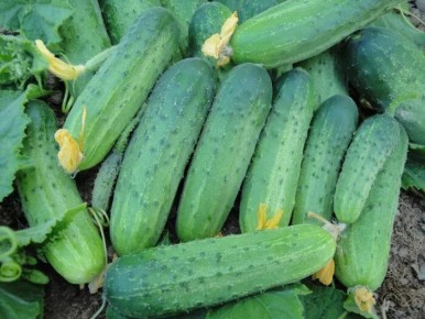 ������ ������: ��������� ����� ��� ������� ������ � �����������