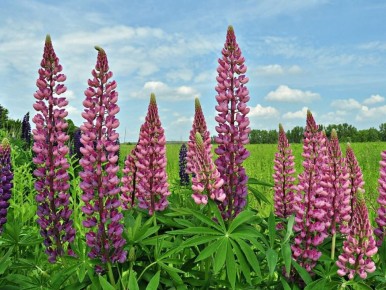 Ленивая клумба мечты: как многолетники превращают сад в цветущий оазис