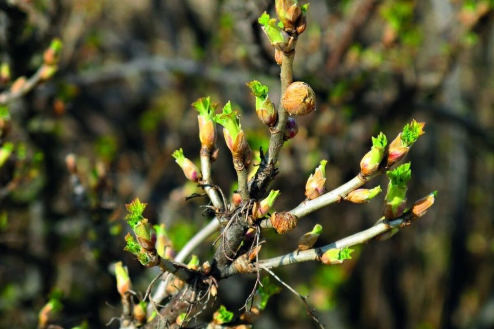 ��� �������� ��������� �� �������� ����������