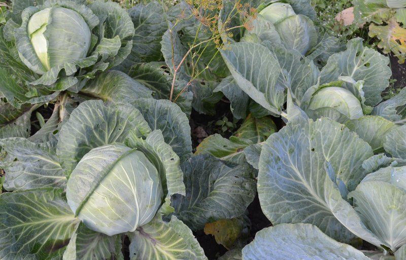 ��� ������������� ������� �� ��������� �������: ������ ���������