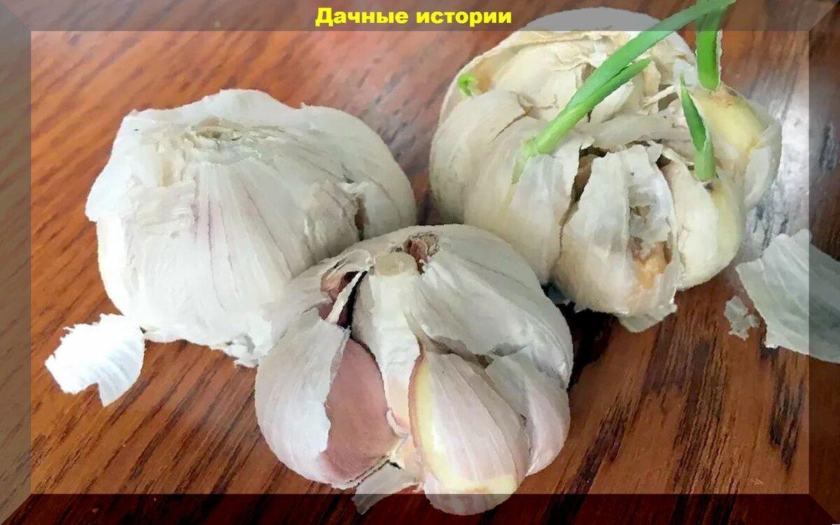 Особенности выращивания ярового чеснока: как избежать основных ошибок