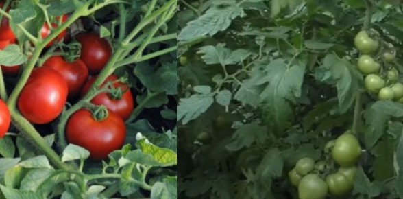 Как правильно формировать куст томатов для максимального урожая