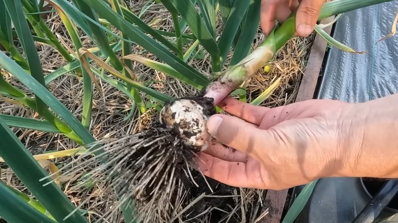 ��� ��������� ����������� ������ ��� ������ ����� ����: ������ � �������