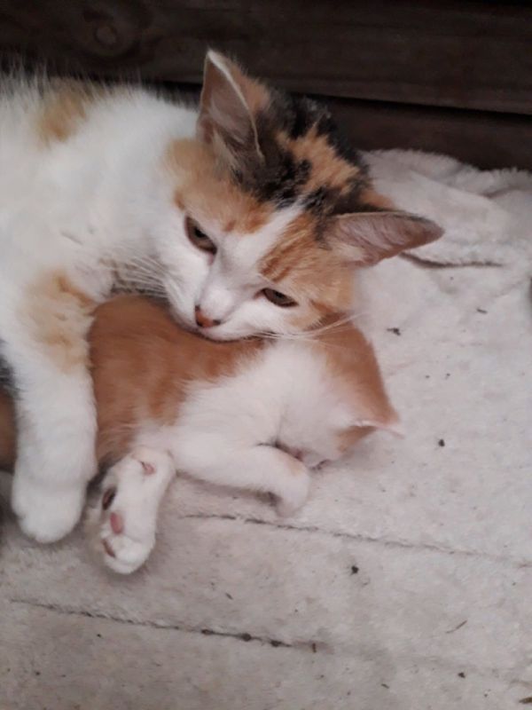 ��� ���������� ���������� �� ������ �������� �� ������: �������� ������