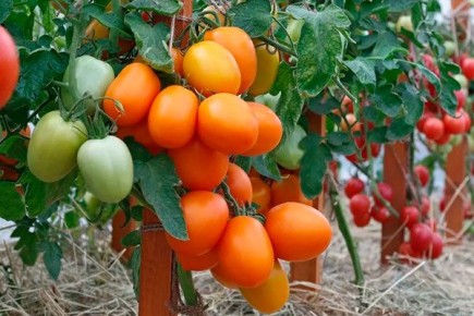 Томат Фараденза: гибрид с богатым урожаем и удивительным вкусом