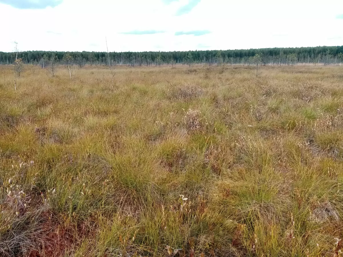 Спасение на болоте: Как не потеряться среди клюквы