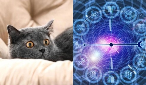 Какой характер кошки скрывается за знаком Зодиака?