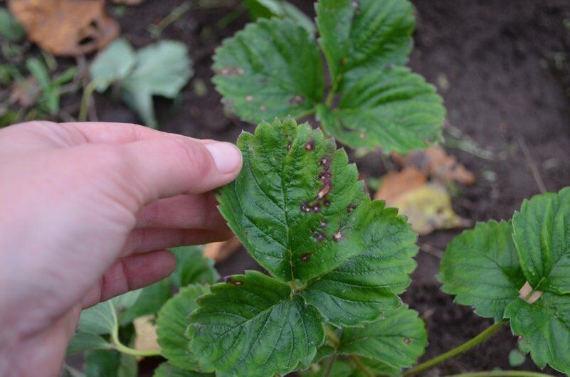 ��� �������� �������� �� ����� �����: ������ �� �������� ���������