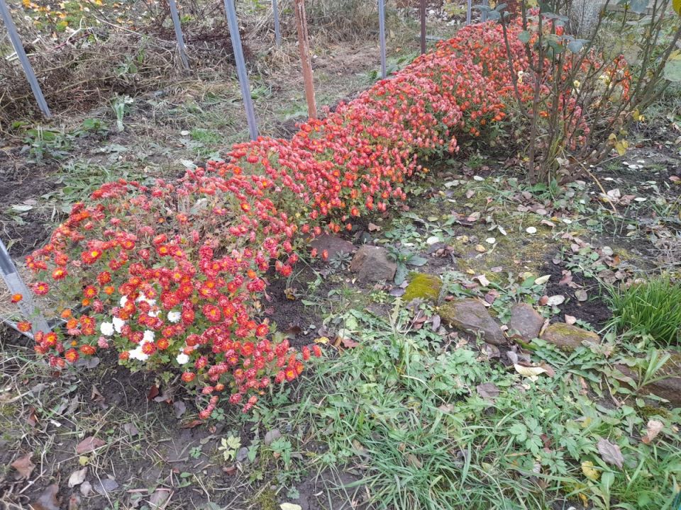 ��� ��������� ���������� �����: ����������� ������ ��� �������� ��������