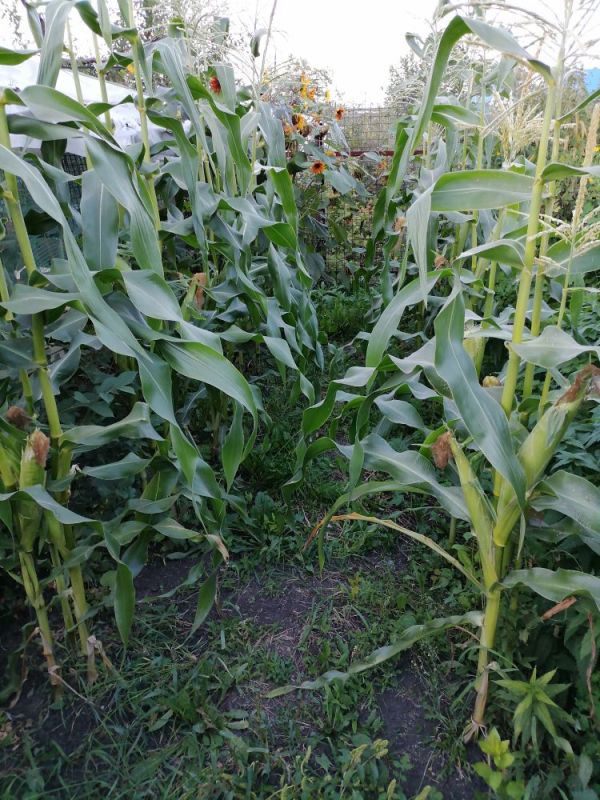 ����������� ������ ������� ������ ������ ������� ��������